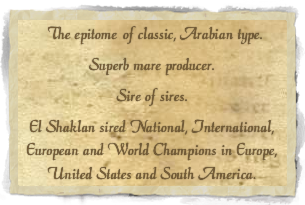  The epitome of classic, Arabian type.Superb mare producer.Sire of sires.
El Shaklan sired National, International, European and World Champions in Europe, United States and South America. 