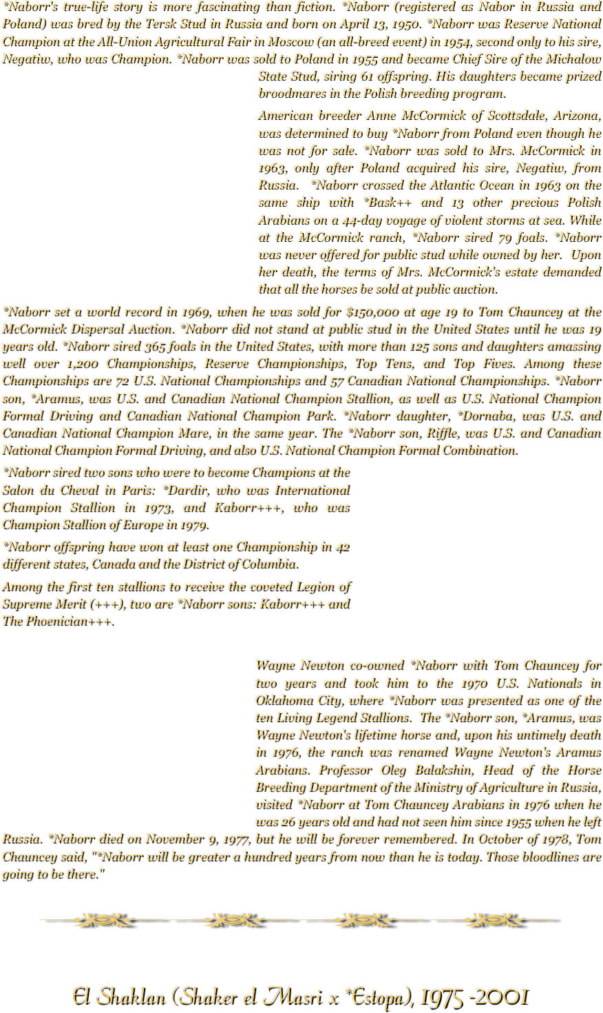 *Naborr's true-life story is more fascinating than fiction. *Naborr (registered as Nabor in Russia and Poland) was bred by the Tersk Stud in Russia and born on April 13, 1950. *Naborr was Reserve National Champion at the All-Union Agricultural Fair in Moscow (an all-breed event) in 1954, second only to his sire, Negatiw, who was Champion. *Naborr was sold to Poland in 1955 and became Chief Sire of the Michalow State Stud, siring 61 of￼fspring. His daughters became prized broodmares in the Polish breeding program.
American breeder Anne McCormick of Scottsdale, Arizona, was determined to buy *Naborr from Poland even though he was not for sale. *Naborr was sold to Mrs. McCormick in 1963, only after Poland acquired his sire, Negatiw, from Russia.  *Naborr crossed the Atlantic Ocean in 1963 on the same ship with *Bask++ and 13 other precious Polish Arabians on a 44-day voyage of violent storms at sea. While at the McCormick ranch, *Naborr sired 79 foals. *Naborr was never offered for public stud while owned by her.  Upon her death, the terms of Mrs. McCormick's estate demanded that all the horses be sold at public auction.
*Naborr set a world record in 1969, when he was sold for $150,000 at age 19 to Tom Chauncey at the McCormick Dispersal Auction. *Naborr did not stand at public stud in the United States until he was 19 years old. *Naborr sired 365 foals in the United States, with more than 125 sons and daughters amassing well over 1,200 Championships, Reserve Championships, Top Tens, and Top Fives. Among these Championships are 72 U.S. National Championships and 57 Canadian National Championships. *Naborr son, *Aramus, was U.S. and Canadian National Champion Stallion, as well as U.S. National Champion Formal Driving and Canadian National Champion Park. *Naborr daughter, *Dornaba, was U.S. and Canadian National Champion Mare, in the same year. The *Naborr son, Riffle, was U.S. and Canadian National Champion Formal Driving, and also U.S. National Champion￼ Formal Combination.*Naborr sired two sons who were to become Champions at the Salon du Cheval in Paris: *Dardir, who was International Champion Stallion in 1973, and Kaborr+++, who was Champion Stallion of Europe in 1979.*Naborr offspring have won at least one Championship in 42 different states, Canada and the District of Columbia.Among the first ten stallions to receive the coveted Legion of Supreme Merit (+++), two are *Naborr sons: Kaborr+++ and The Phoenician+++.

￼Wayne Newton co-owned *Naborr with Tom Chauncey for two years and took him to the 1970 U.S. Nationals in Oklahoma City, where *Naborr was presented as one of the ten Living Legend Stallions.  The *Naborr son, *Aramus, was Wayne Newton's lifetime horse and, upon his untimely death in 1976, the ranch was renamed Wayne Newton's Aramus Arabians. Professor Oleg Balakshin, Head of the Horse Breeding Department of the Ministry of Agriculture in Russia, visited *Naborr at Tom Chauncey Arabians in 1976 when he was 26 years old and had not seen him since 1955 when he left Russia. *Naborr died on November 9, 1977, but he will be forever remembered. In October of 1978, Tom Chauncey said, "*Naborr will be greater a hundred years from now than he is today. Those bloodlines are going to be there."

￼

El Shaklan (Shaker el Masri x *Estopa), 1975 -2001
